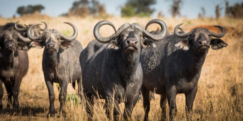 Discover Africa’s Ultimate Safari Circuit