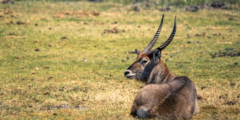 Safari and Mountain Landscapes Combined
