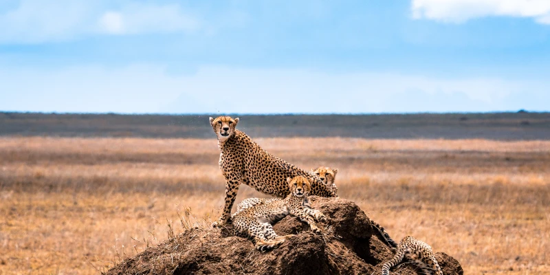 1. Discover the Untouched Wilderness of Southern Tanzania