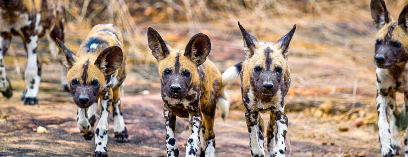 Our 5 Tips for Your Second Safari in Tanzania