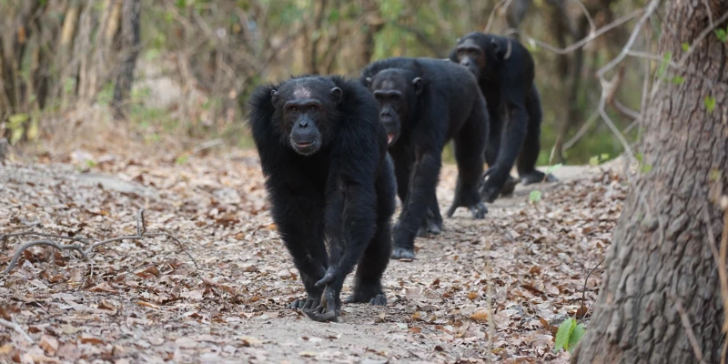 2. Add Chimpanzee Trekking to Your Safari