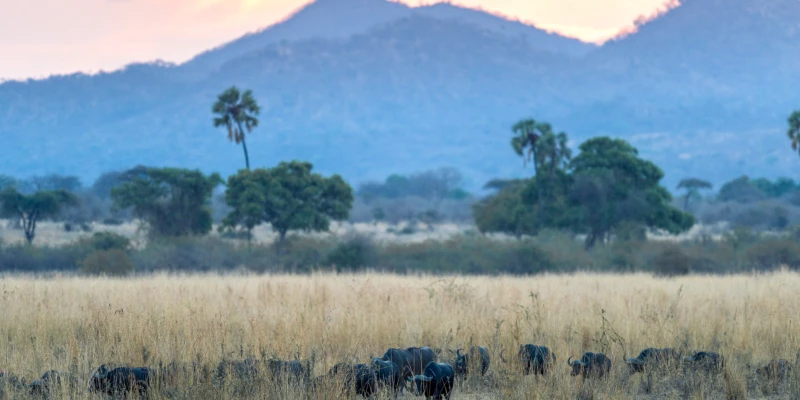 4. Ruaha National Park – Remote Wilderness and Predator Encounters