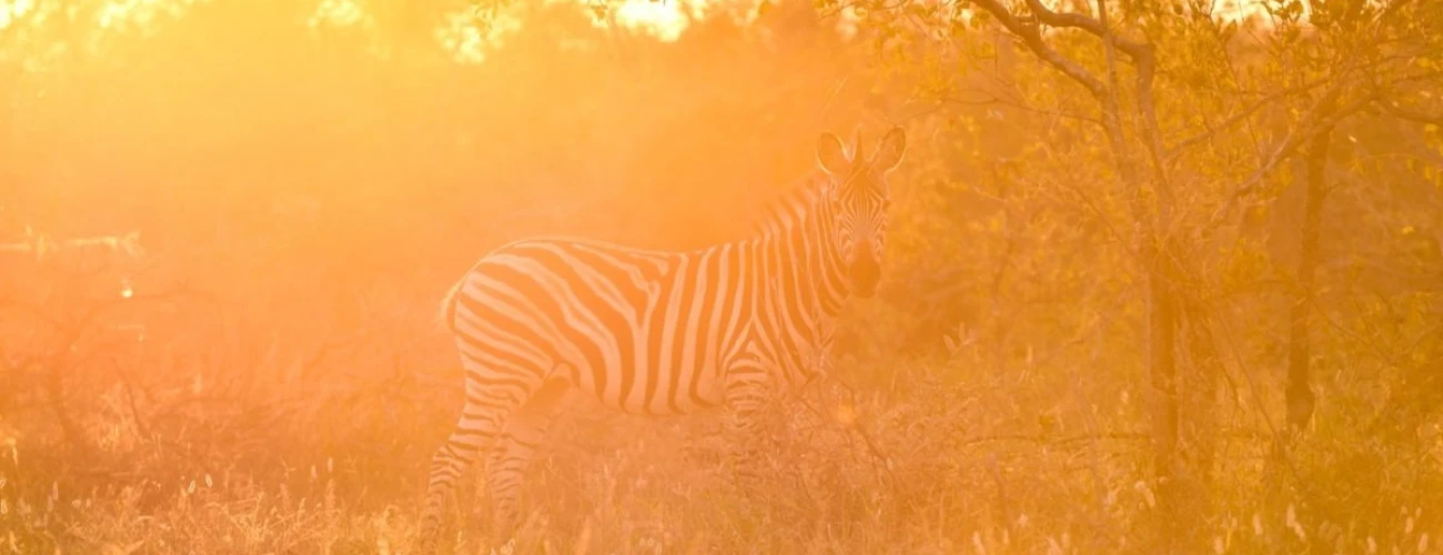 Where to Go on Safari in April