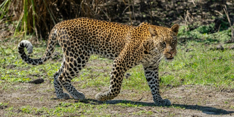 1. 7-Day Classic Northern Tanzania Safari