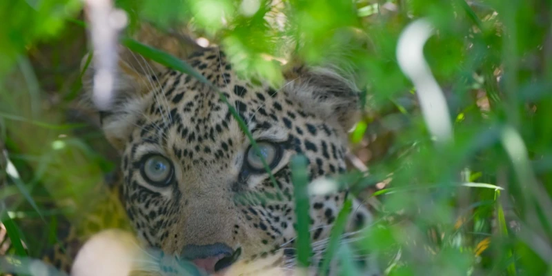 4. 6-Day Luxury Serengeti Fly-In Safari