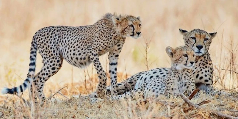 9. 5-Day Family Wildlife Safari