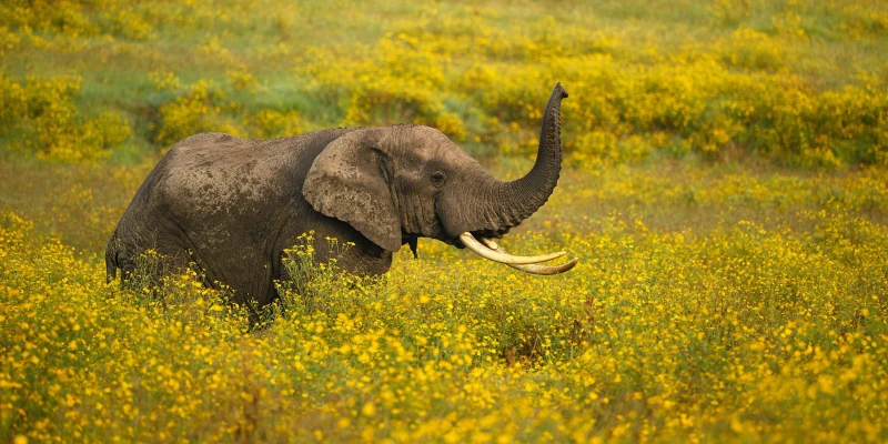 8. 6-Day Serengeti Photographic Safari