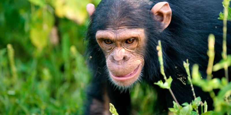 6. 7-Day Chimpanzee Trekking Safari