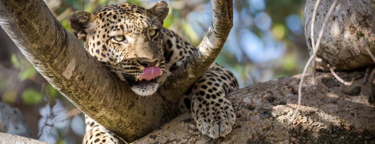 Top 10 Extraordinary Tanzania Safari Tours