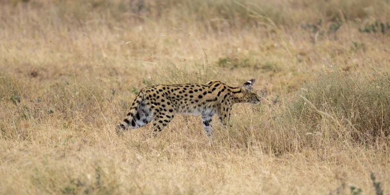 A Rare Opportunity to See Serval Cats
