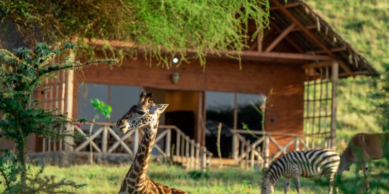 Plan Your Serval Wildlife Sanctuary Experience