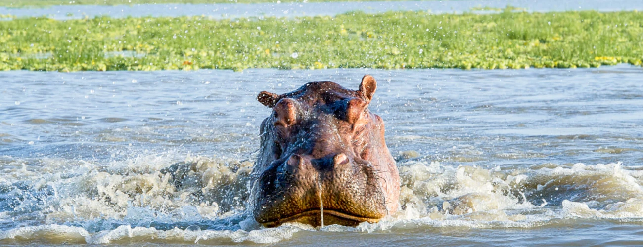 Nyerere National Park vs Ruaha National Park Which Southern Safari Is Right for You?