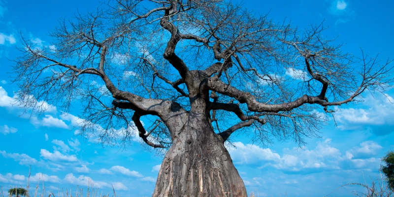 Why Not Experience Both?