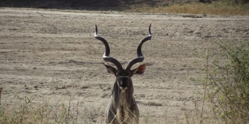 Step Into the Wild Side of Tanzania