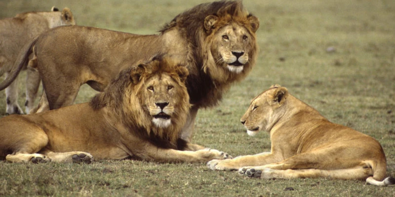 Ruaha National Park- Raw Wilderness and Predator Territory