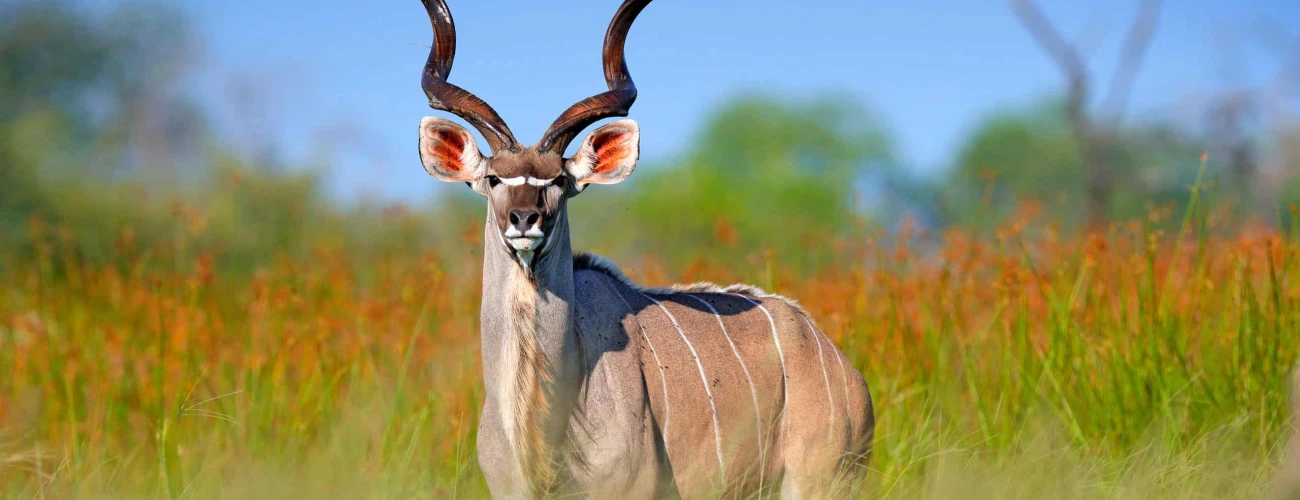 Top Wildlife Experiences You Can Only Find in Southern Tanzania