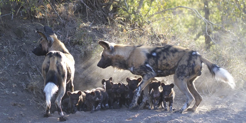 1. Witness African Wild Dogs in Action