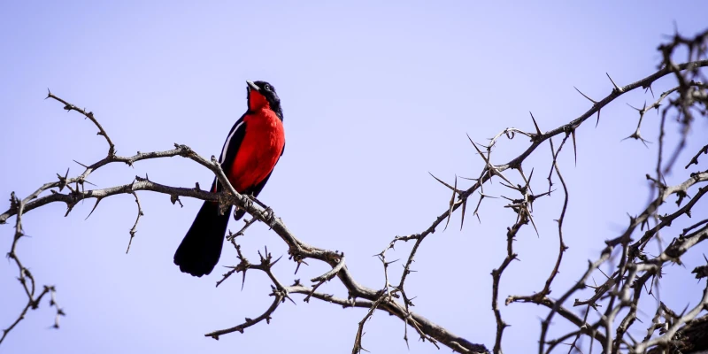 5. Spectacular Birdwatching
