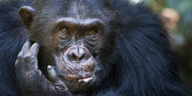 4. Chimpanzee Trekking in Mahale Mountains
