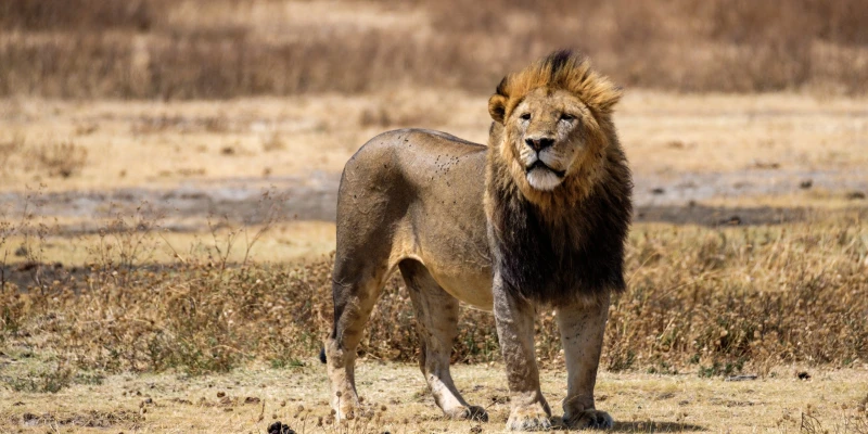 3. Pristine Predator Encounters