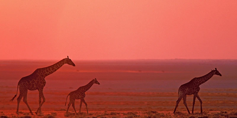 Step Into Southern Tanzania’s Wild Heart