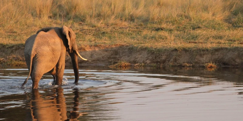 6. Exceptional Elephant Sightings