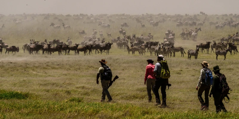 Explore on Foot with Guided Walking Safaris