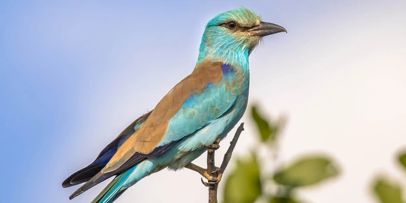 Discover the Serengeti’s Birds and Smaller Wildlife