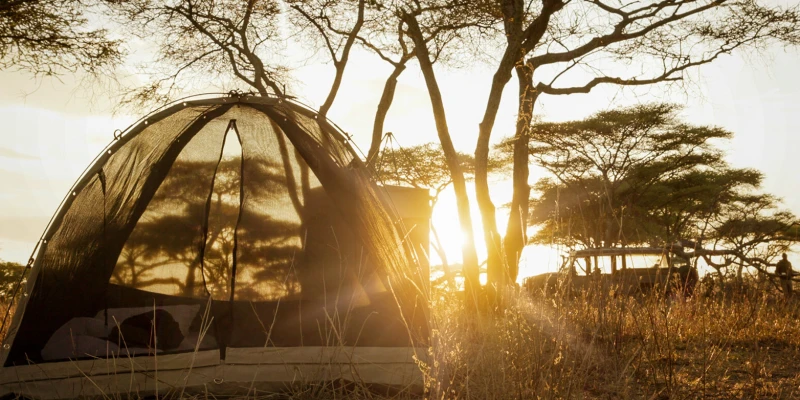 Immerse Yourself in Camping and Bush Experiences