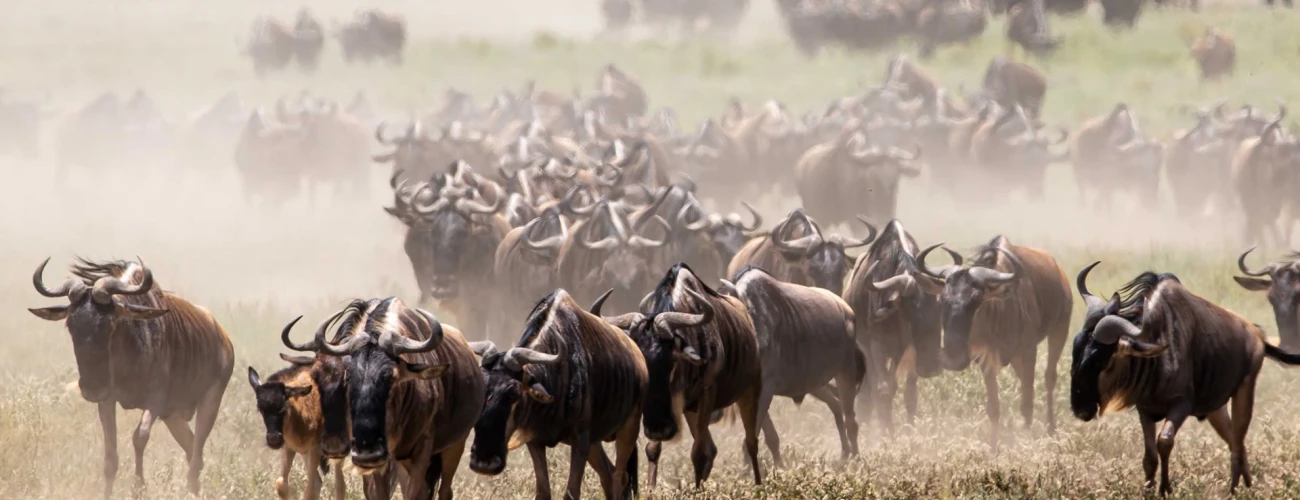 Incredible Activities to Experience in Serengeti National Park