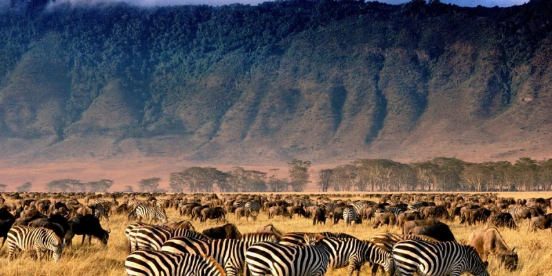 2. Ngorongoro Crater-Wildlife in a Natural Enclosure