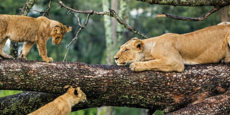 4. Lake Manyara National Park- Compact Yet Diverse