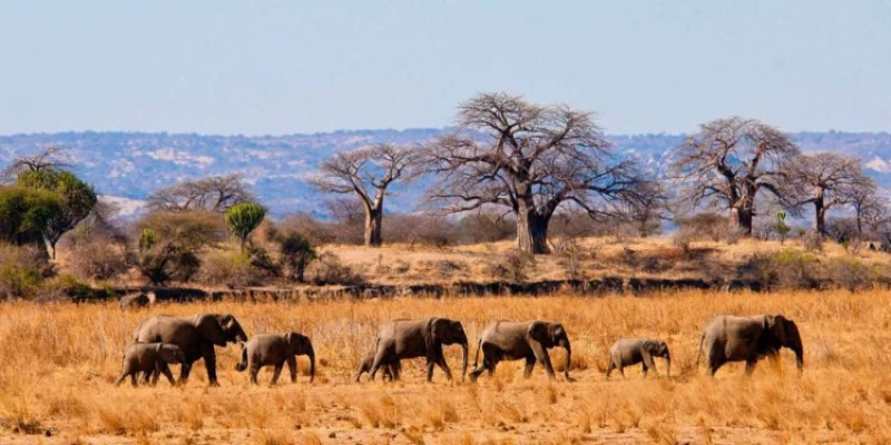 3. Tarangire National Park-The Land of Giants