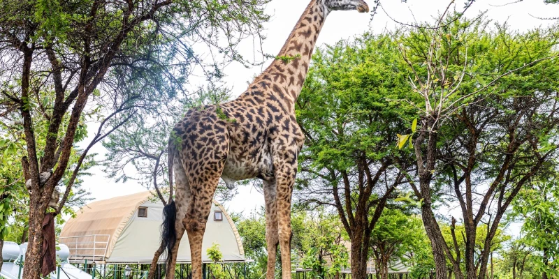 How to Choose the Right Parks for Your First Safari