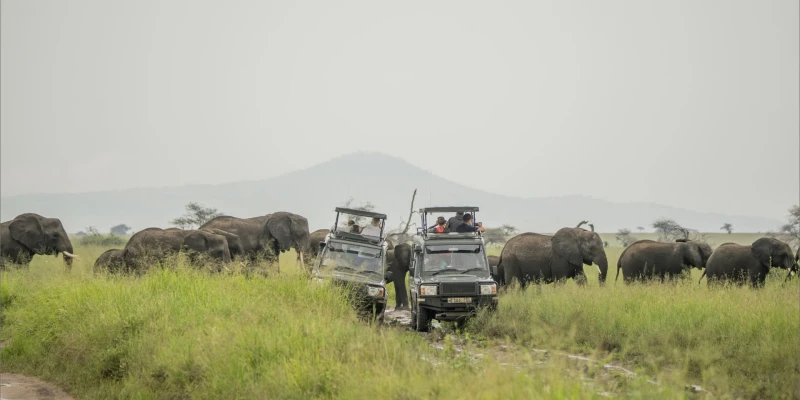 Start Your Safari Journey the Right Way