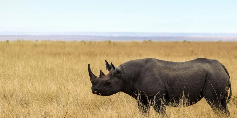 Black Rhino: Tanzania’s Most Endangered Giant