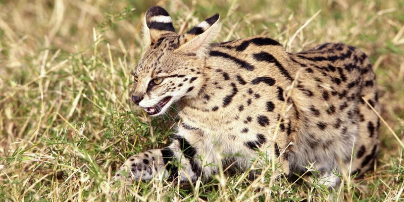 Serval Cat: The Silent Stalker