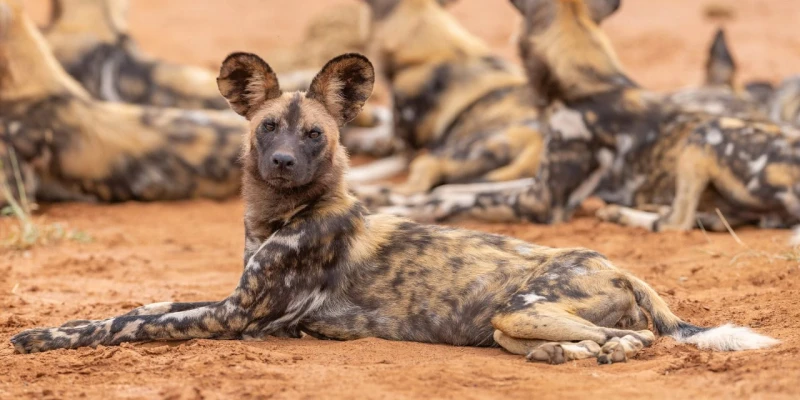 African Wild Dog: The Painted Hunter