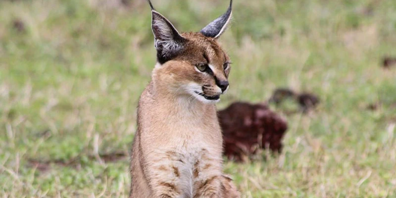 Caracal: The Ghost of the Savannah