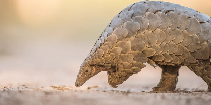 Pangolin: The World’s Most Trafficked Mammal