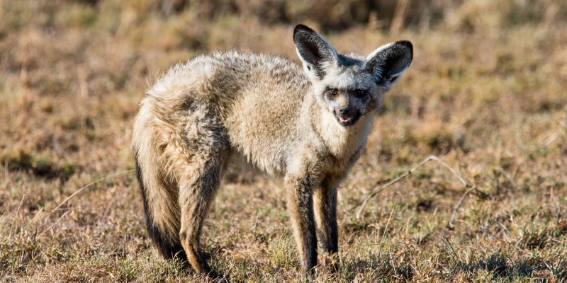 Bat-Eared Fox: The Big-Eared Survivor