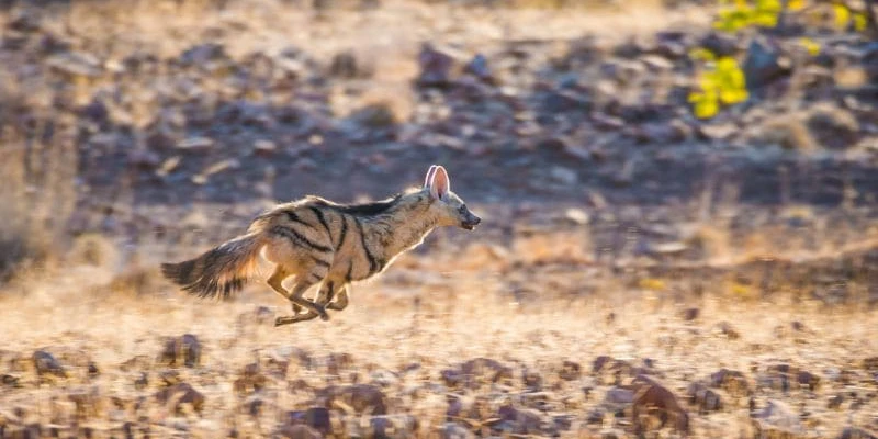 Aardwolf: The Termite Specialist