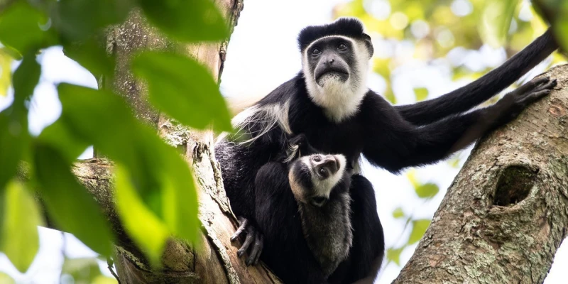 Colobus Monkeys: The Forest Acrobats