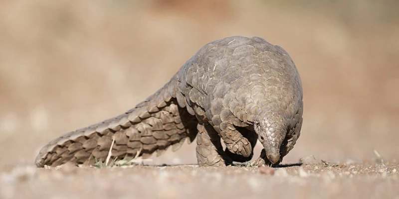 Discover the Rare Side of Tanzania