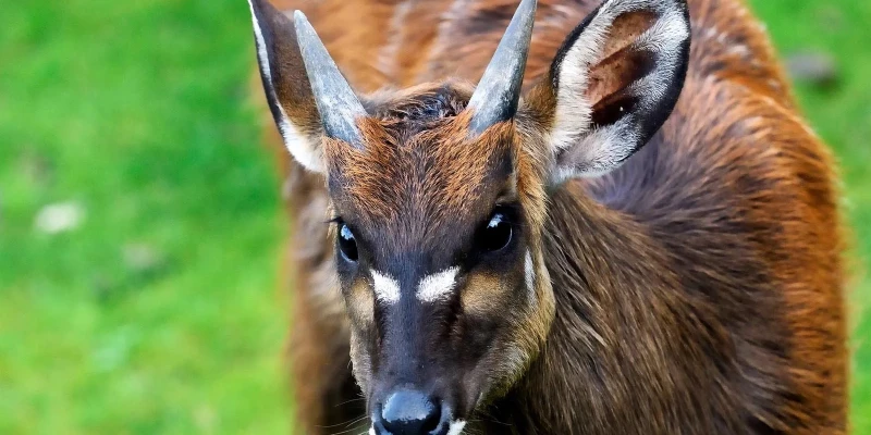 Sitatunga: The Swamp Specialist
