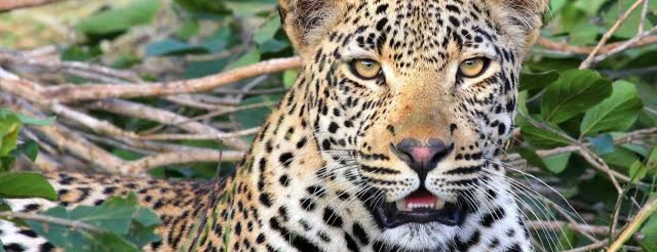 Top 10 Animals You Will See on a Tanzania Safari