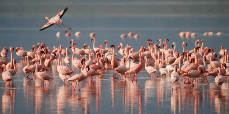 Canoeing Safaris on Scenic Crater Lakes