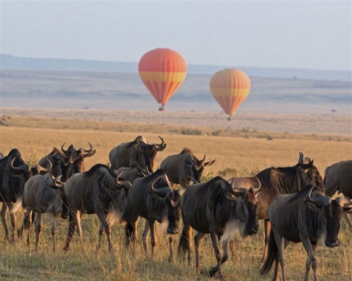 Immerce in These incedible Tour Safaris
