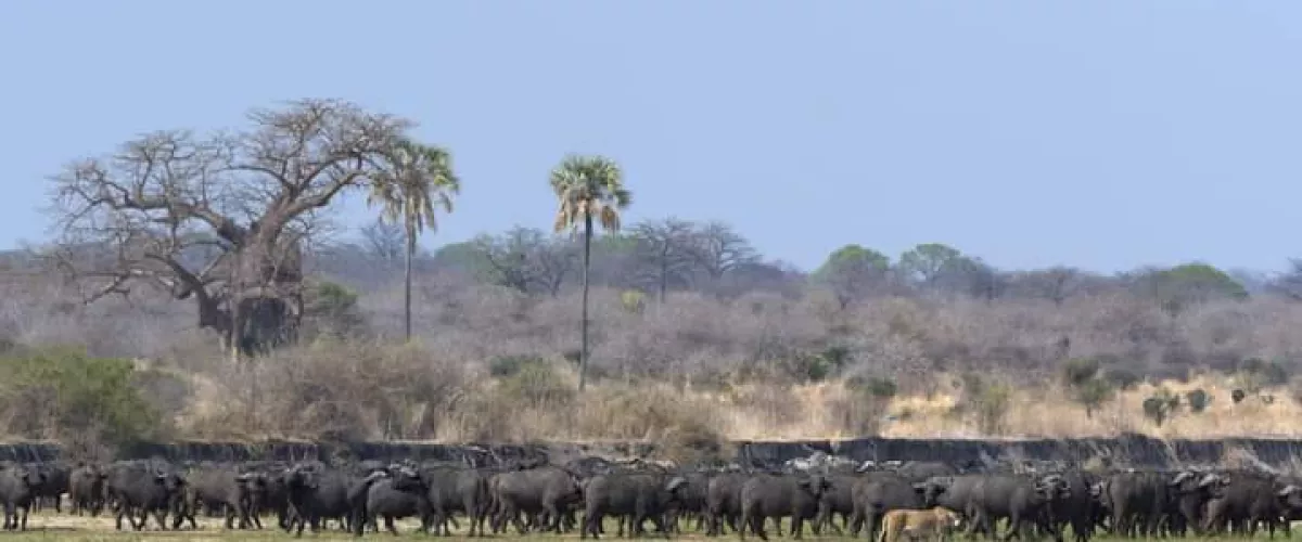 6-day-ndutu-calving-season-serengeti-migration-tanzania-safari