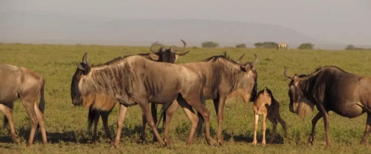 6-days-serengeti-wildebeest-migration-safari-tour